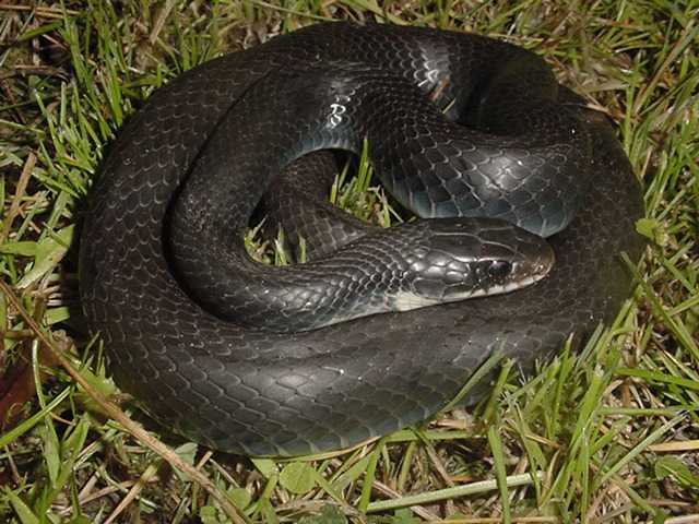 http://thies-times.com/serpentryan/lifelist/Snakes/EasternYellowbelliedRacer02.jpg
